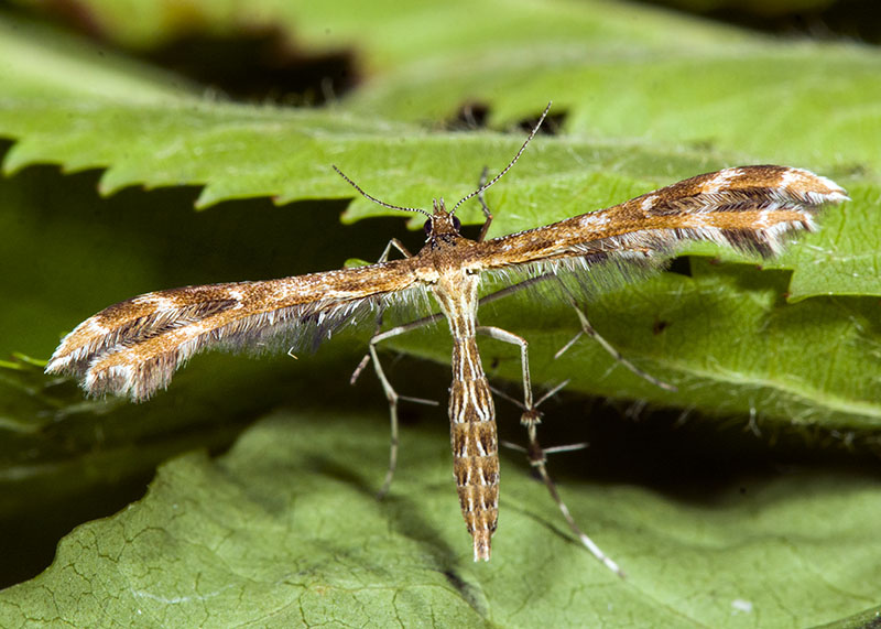 Pterophoridae: Oxyptilus chrysodactyla